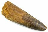 Real Spinosaurus Tooth - Robust Dinosaur Tooth #373985-1